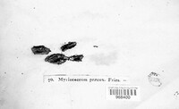 Myriococcum praecox image
